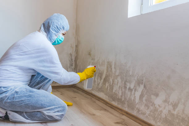 Licensed Basement Mold Remediation service in Hanscom AFB, MA - Mold Remediation HQ