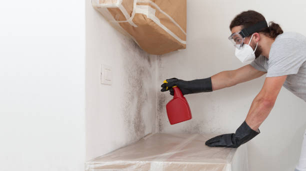 Professional Basement Mold Remediation technician working in Hanscom AFB, MA