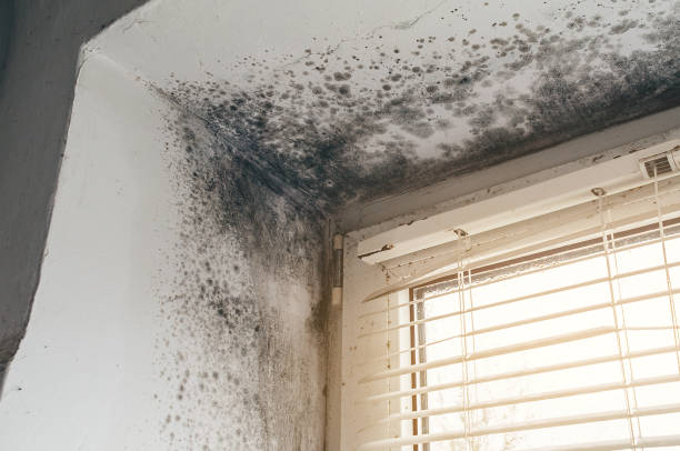 Affordable Basement Mold Remediation solutions in Hanscom AFB, MA